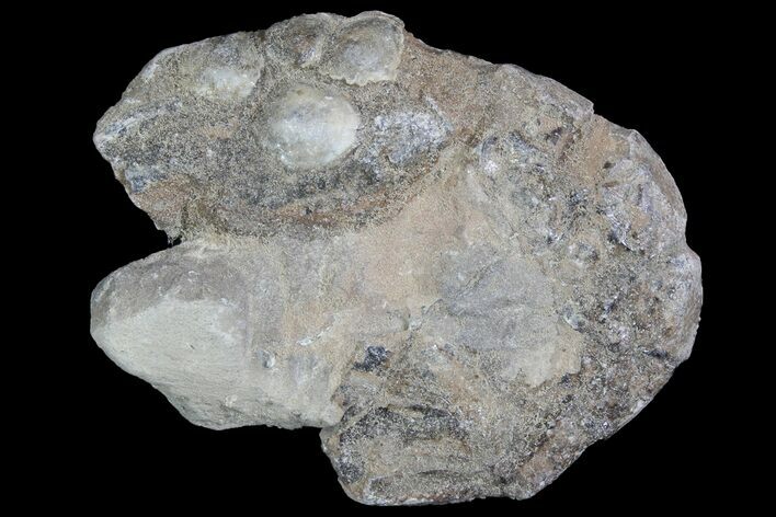 Fossil Lobster (Meyeria) - Cretaceous, Isle of Wight #92917